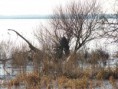 /album/le-lac-de-grandlieu/a7-janvier-2009-153-jpg2/